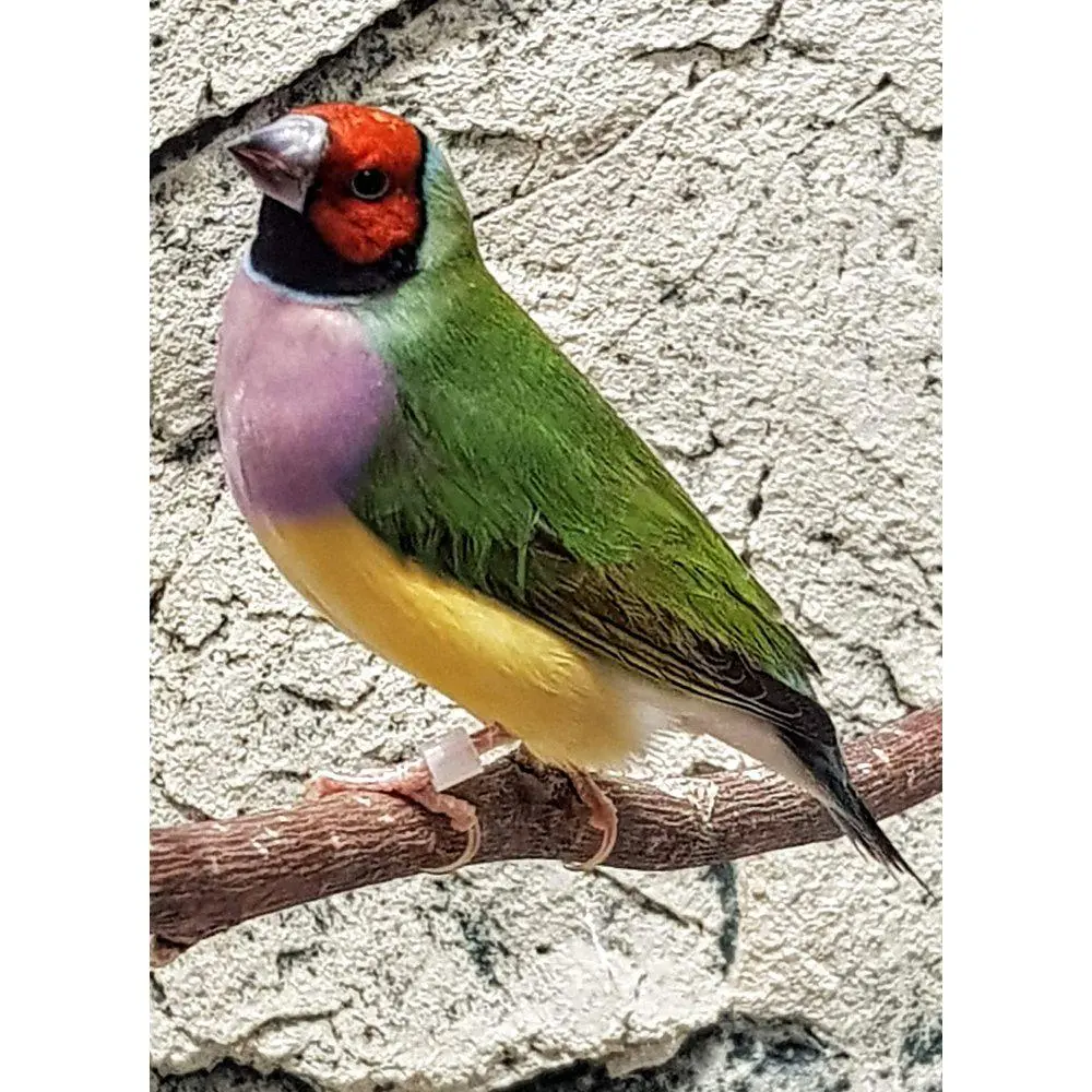 Gouldsamadine hun (Chloebia gouldiae)